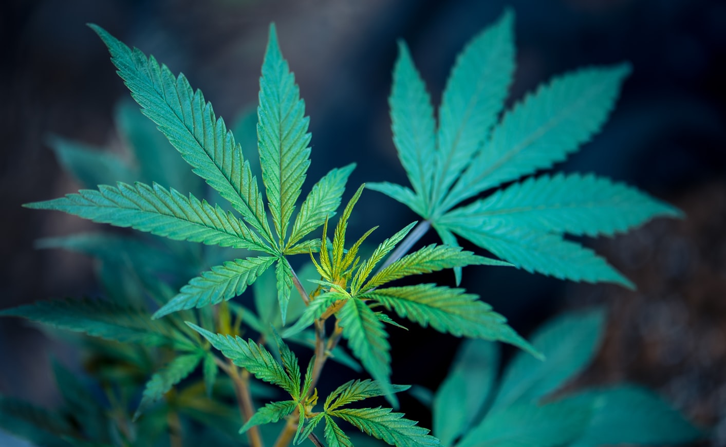 el-uso-de-cannabis-antes-del-hacer-el-amor-hace-todo-mas-explosivo-000