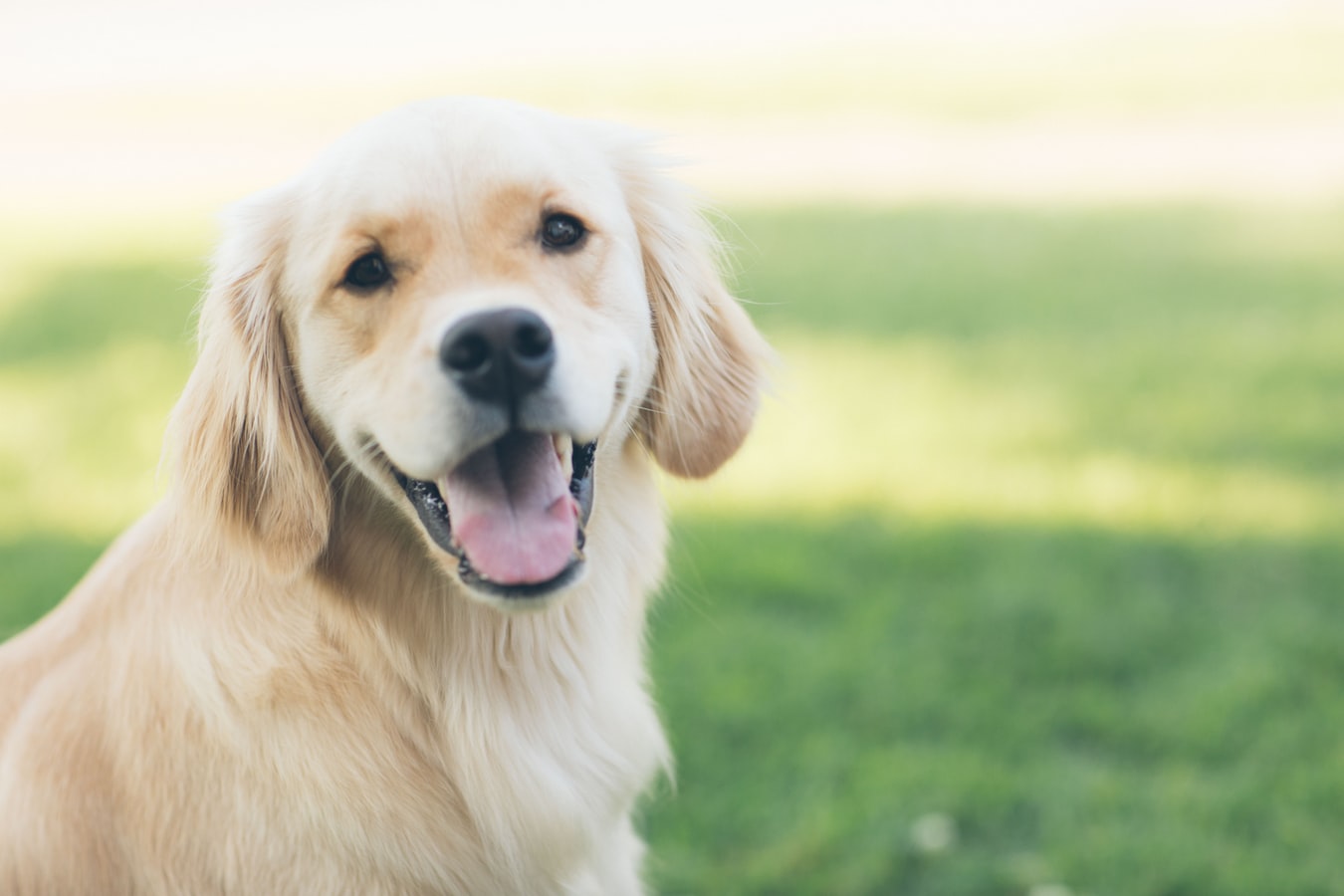 segun-un-estudio-los-hombres-con-barba-llevan-mas-germenes-que-los-perros--002